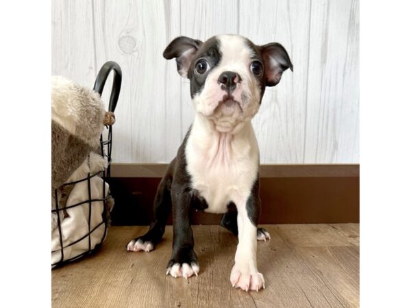 Boston Terrier-DOG-Female-Black / White-15976-Petland Chillicothe, Ohio