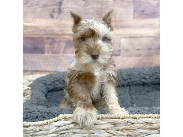 Mini Schnauzer-DOG-Female-Choc merle-15974-Petland Chillicothe, Ohio