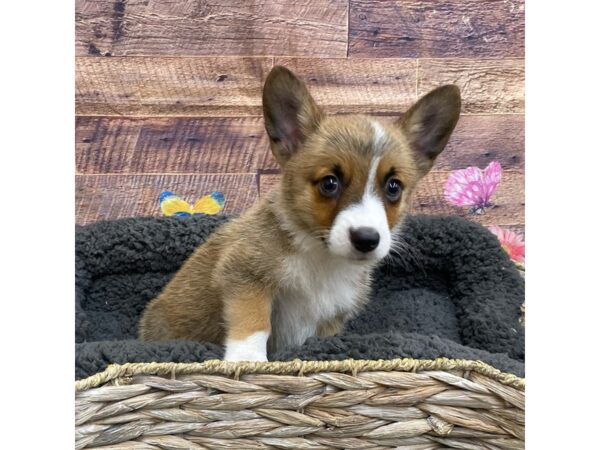 Auggie-DOG-Male-red white-15973-Petland Chillicothe, Ohio