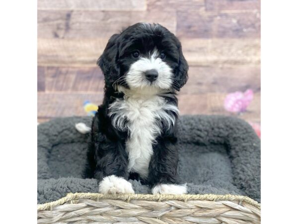 Sheepadoodle Mini-DOG-Male-Black / White-15971-Petland Chillicothe, Ohio