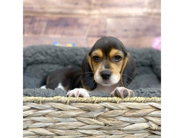 Beagle DOG Male Black Tan / White 15970 Petland Chillicothe, Ohio