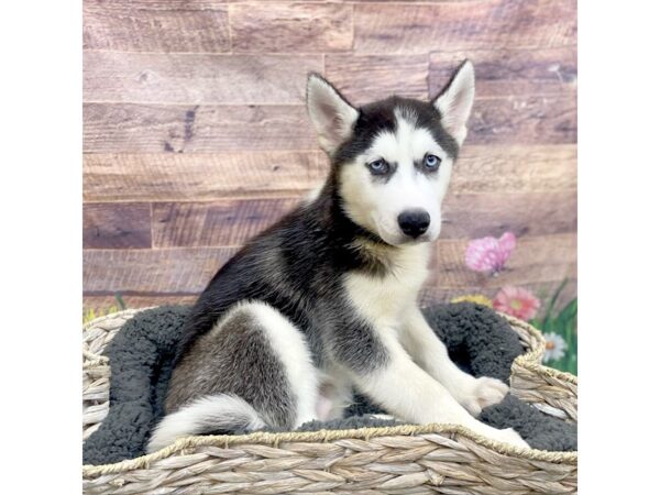 Siberian Husky Dog Male Black / White 15969 Petland Chillicothe, Ohio