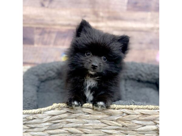 Pomeranian DOG Male Black 15968 Petland Chillicothe, Ohio