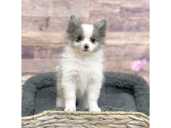 Pomeranian DOG Female Blue / White 15967 Petland Chillicothe, Ohio