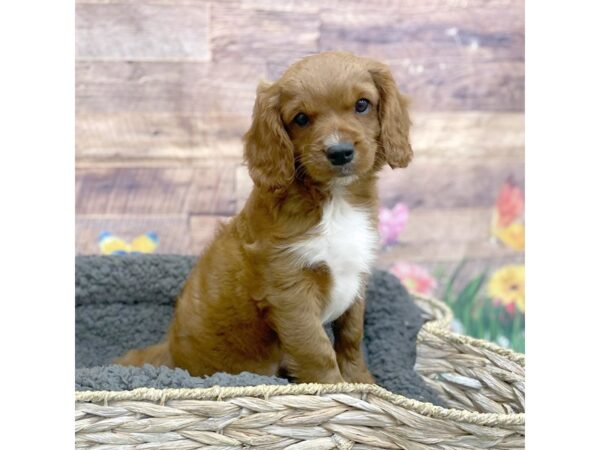 Cavapoo-Dog-Male-Red-15966-Petland Chillicothe, Ohio