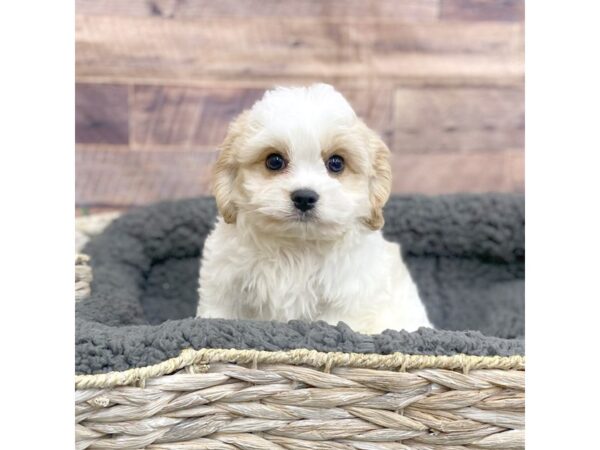 Cavachon DOG Male Red / White 15965 Petland Chillicothe, Ohio