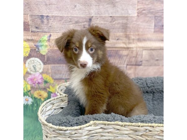 Miniature Australian Shepherd Dog Male Red Tan / White 15964 Petland Chillicothe, Ohio