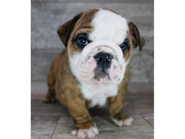 Bulldog-DOG-Male-Red Brindle-15978-Petland Chillicothe, Ohio