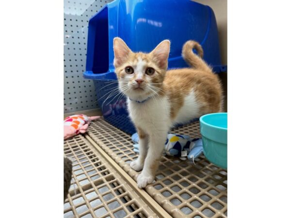 Adopt a Pet Cat CAT Male Orange and white 16005 Petland Chillicothe, Ohio