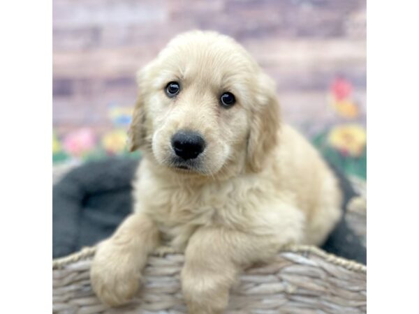 Golden Retriever Dog Male Gold 15987 Petland Chillicothe, Ohio