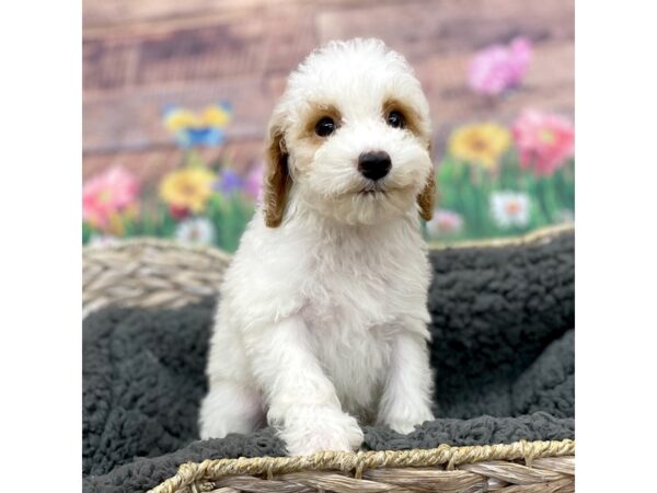 Poodle Dog Female White / Apricot 15985 Petland Chillicothe, Ohio