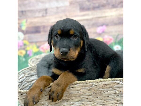 Rottweiler Dog Male Black / Tan 15983 Petland Chillicothe, Ohio