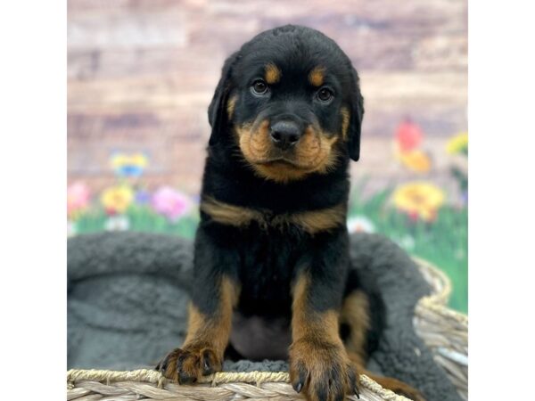 Rottweiler DOG Female Black / Tan 15982 Petland Chillicothe, Ohio