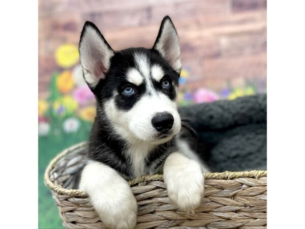 Siberian Husky DOG Male Black / White 15980 Petland Chillicothe, Ohio