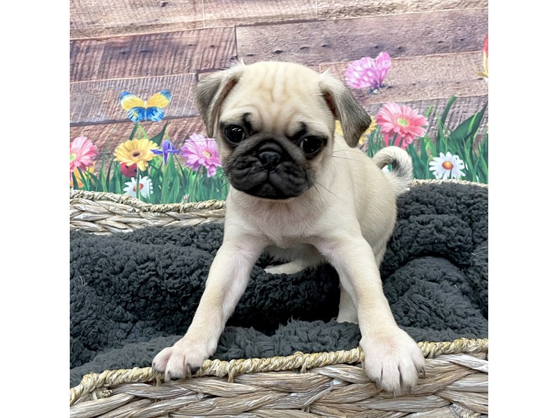 Pug Small Animal Fawn ID:15979 Located at Petland Chillicothe, Ohio