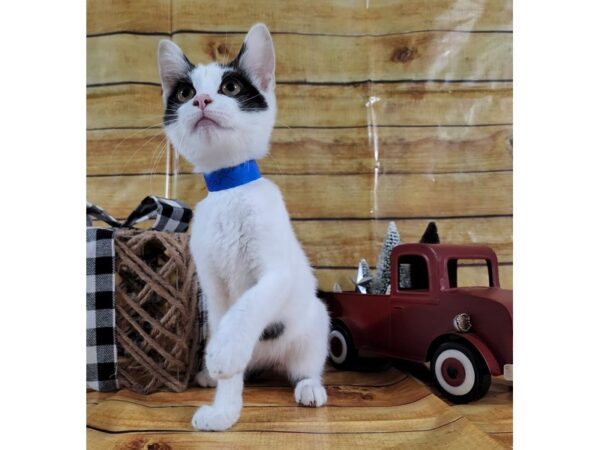 Adopt a Pet Cat Cat Male White with more black on head and tail 16035 Petland Chillicothe, Ohio