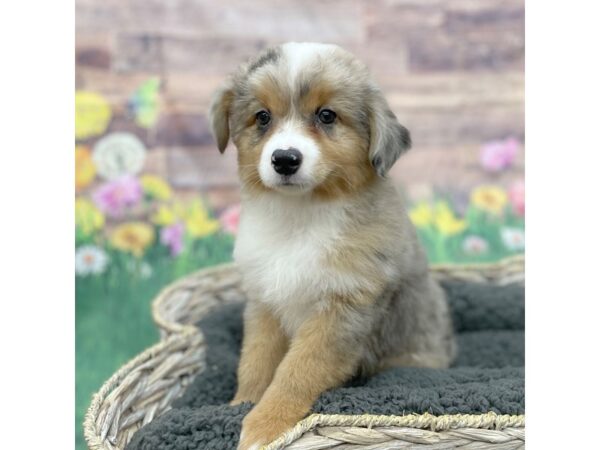 Miniature Australian Shepherd-DOG-Female-Blue Merle-16000-Petland Chillicothe, Ohio