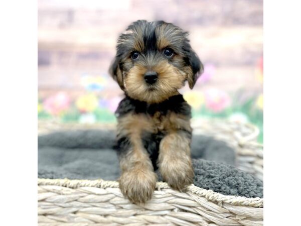 Yorkshire Terrier DOG Female Black / Tan 15998 Petland Chillicothe, Ohio