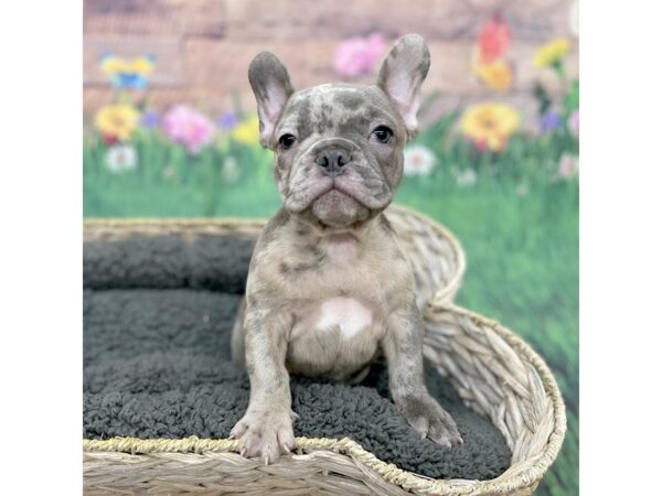 French Bulldog Dog Male Blue Merle 15997 Petland Chillicothe, Ohio