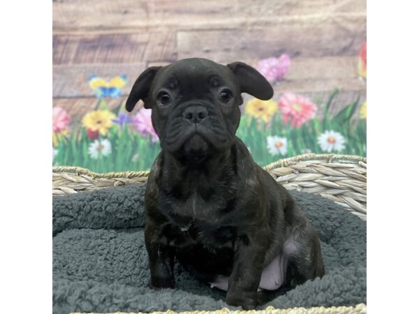 French Bulldog Dog Female Black Brindle 15996 Petland Chillicothe, Ohio