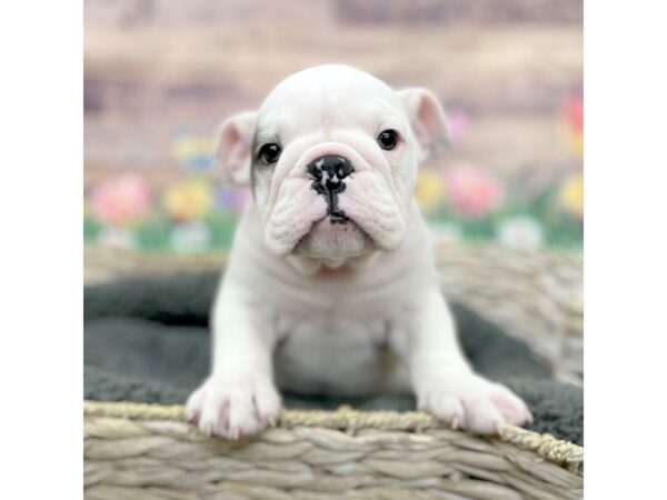 English Bulldog Dog Male Black / White 15994 Petland Chillicothe, Ohio