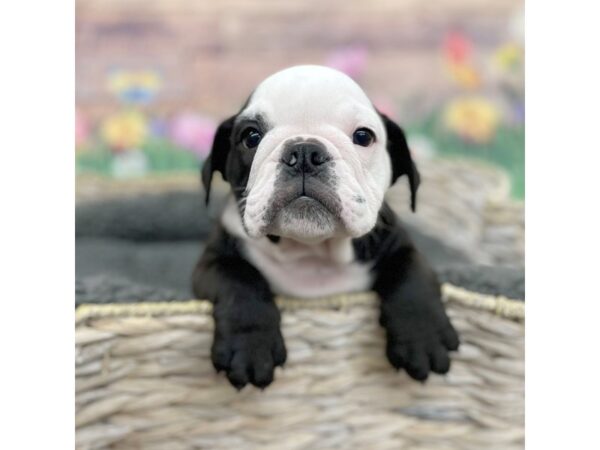 English Bulldog DOG Female Black / White 15993 Petland Chillicothe, Ohio