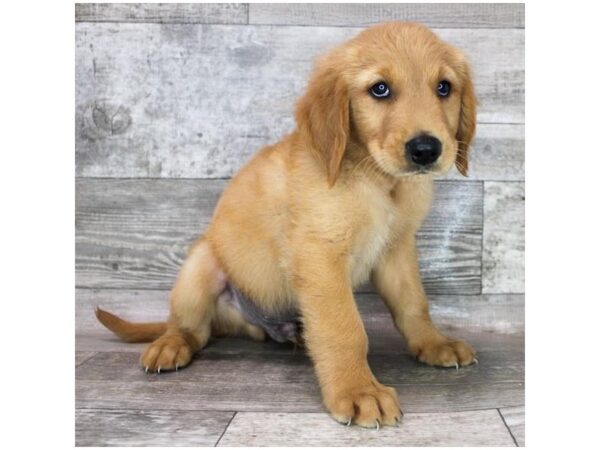 Golden Retriever Dog Male Golden 16007 Petland Chillicothe, Ohio