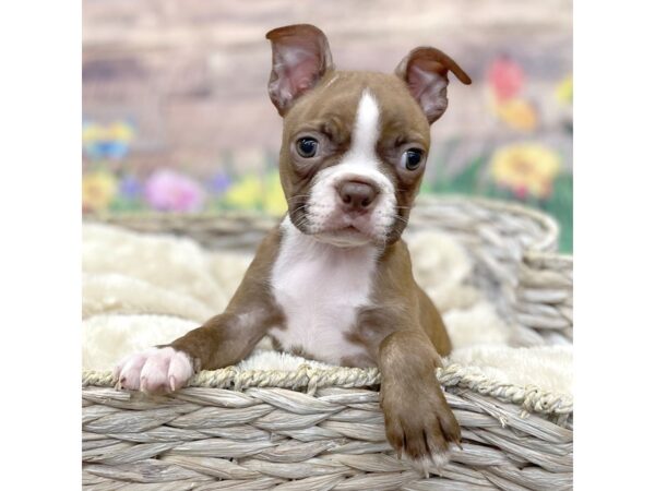 Boston Terrier Dog Female Red / White 16017 Petland Chillicothe, Ohio