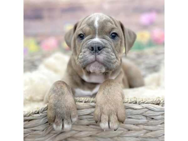 Olde English Bulldogge-Dog-Male-Blue Sable-16016-Petland Chillicothe, Ohio