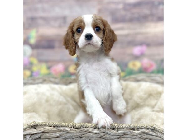 Cavalier King Charles Spaniel DOG Female Blenheim 16014 Petland Chillicothe, Ohio