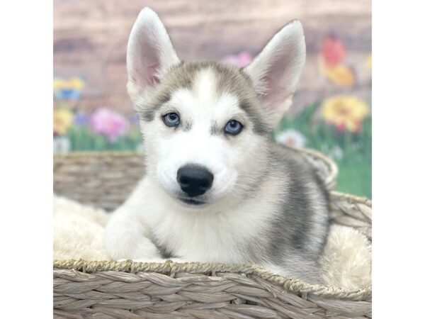 Siberian Husky Dog Male Agouti / White 16012 Petland Chillicothe, Ohio