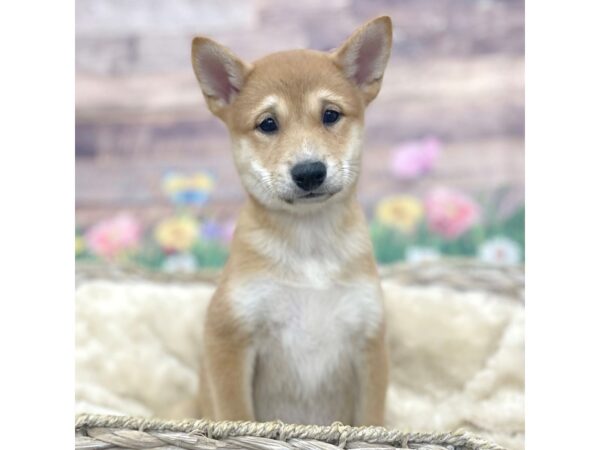 Shiba Inu Dog Female Red Sesame 16011 Petland Chillicothe, Ohio