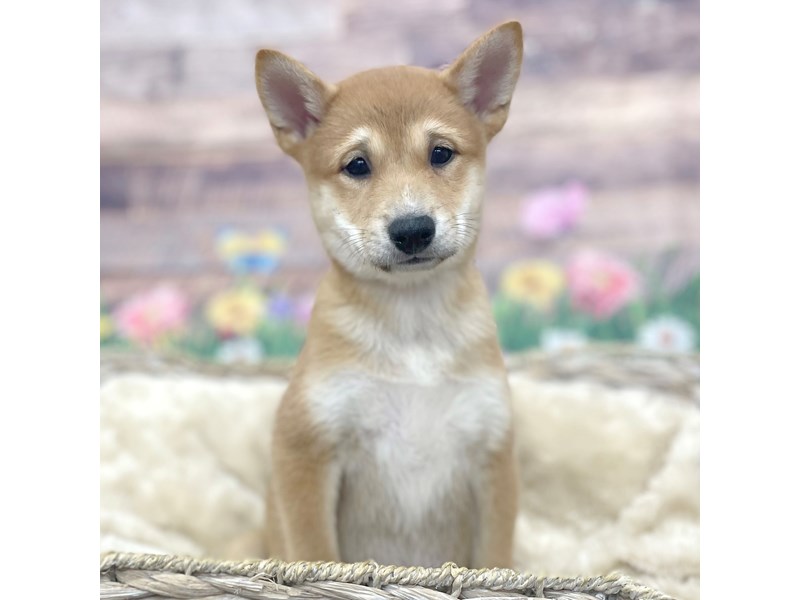 Shiba Inu Small Animal Red Sesame ID:16011 Located at Petland
