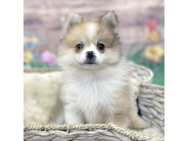 Pomeranian DOG Male Orange Sable 16010 Petland Chillicothe, Ohio