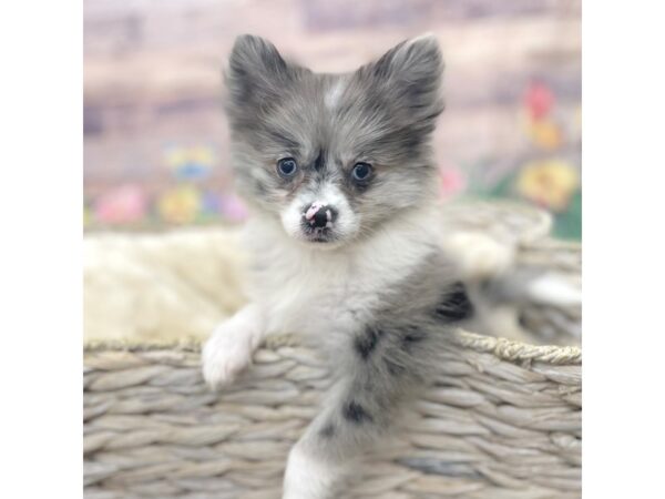 Pomeranian DOG Female Blue Merle 16009 Petland Chillicothe, Ohio