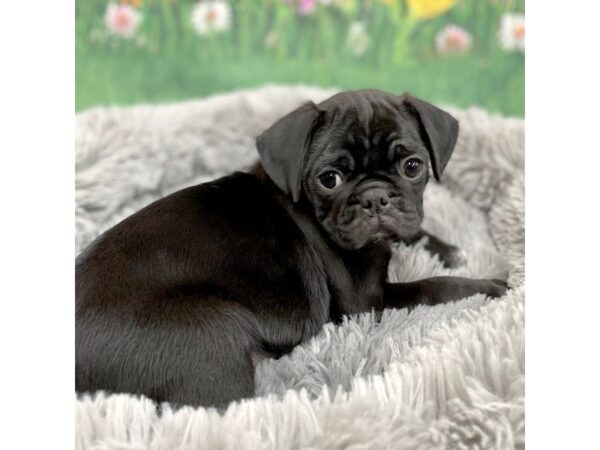 Pug-Dog-Male-Black-16029-Petland Chillicothe, Ohio