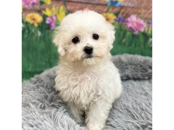 Bichon Frise Dog Male White 16026 Petland Chillicothe, Ohio