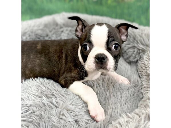 Boston Terrier Dog Female Black / White 16025 Petland Chillicothe, Ohio