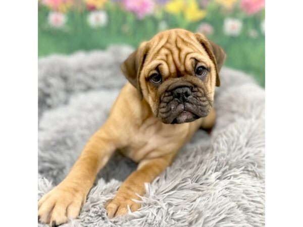 Mini Bulldog-Dog-Male-Fawn-16024-Petland Chillicothe, Ohio