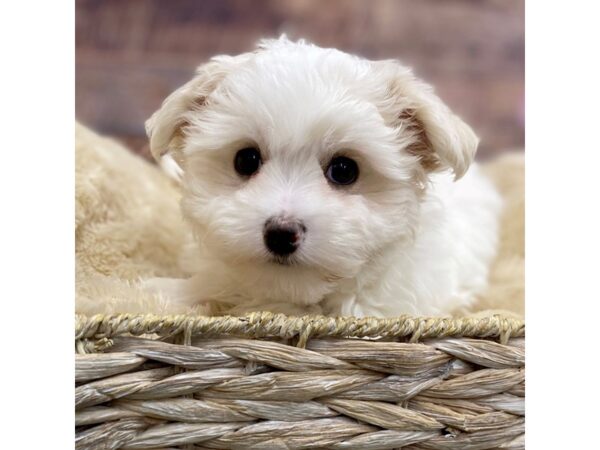 Maltese Dog Male White 16051 Petland Chillicothe, Ohio