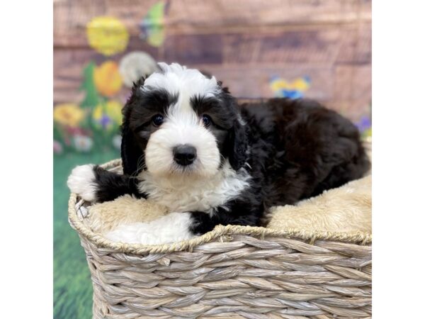 Sheepadoodle Mini Dog Female Blue Gray / White 16044 Petland Chillicothe, Ohio