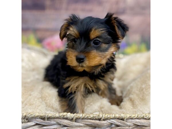 Yorkshire Terrier Dog Female Black / Tan 16041 Petland Chillicothe, Ohio