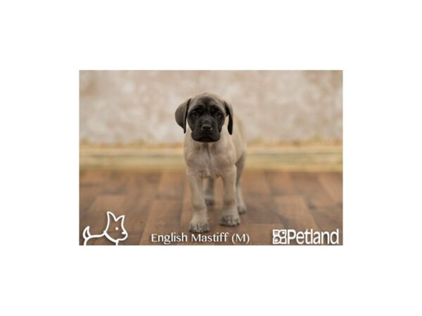 English Mastiff DOG Male FN:BLK MSK 11723 Petland Chillicothe, Ohio