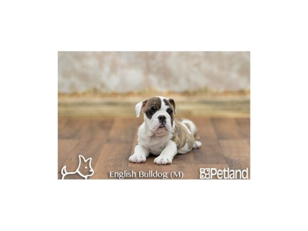 English Bulldog DOG Male BRDL:WH MKGS 11715 Petland Chillicothe, Ohio