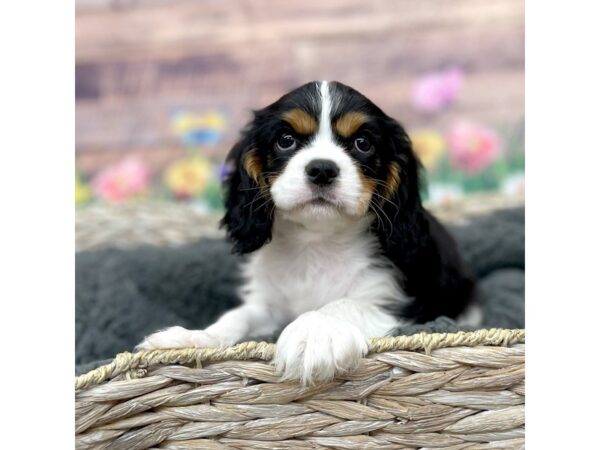 Cavalier King Charles Spaniel Dog Male Tri-Colored 15984 Petland Chillicothe, Ohio