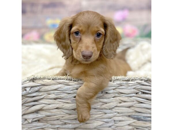 Dachshund Dog Male Chocolate 16015 Petland Chillicothe, Ohio