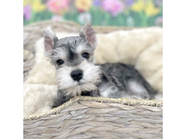 Miniature Schnauzer Dog Male Salt / Pepper 16008 Petland Chillicothe, Ohio