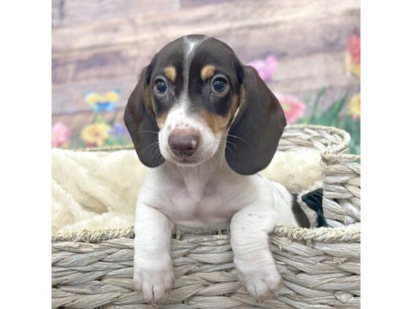 Dachshund Dog Male Chocolate / Tan 16006 Petland Chillicothe, Ohio