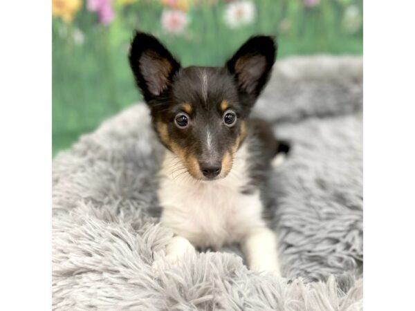 Shetland Sheepdog Dog Female Black Tan / White 16023 Petland Chillicothe, Ohio