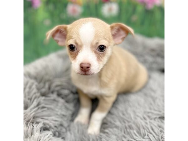 Chihuahua Dog Male Chocolate 16028 Petland Chillicothe, Ohio